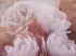 Luxusní vliesová tapeta „Velvet Peonies“ Luxusní vliesová tapeta „Velvet Peonies“