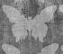 Luxusní vliesová tapeta „Butterflies II” z kolekce Beton story