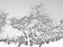 Luxusní vliesová tapeta „Gray trees” z kolekce Beton story
