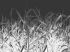 Luxusní vliesová tapeta „Reeds in black”
