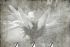 Luxusní vliesová tapeta „Echinacea” z kolekce Beton story
