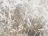 Luxusní vliesová tapeta „White grass“