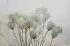 Luxusní vliesová tapeta „Plant balloons“
