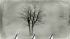 Luxusní vliesová tapeta „Lonely tree” z kolekce Beton story