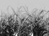 Luxusní vliesová tapeta „Reeds in gray tones”