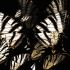 Luxusní vliesová tapeta „Butterflies”