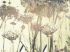Luxusní vliesová tapeta „Meadow flowers”