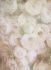 Luxusní vliesová tapeta „White roses“