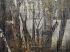Luxusní vliesová tapeta „Deciduous forest“