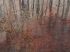 Luxusní vliesová tapeta „Rusty trees“