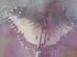 Luxusní vliesová tapeta „Pink butterfly“
