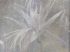 Luxusní vliesová tapeta „Misty strelitzia“