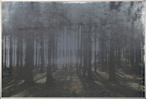 Dark forest